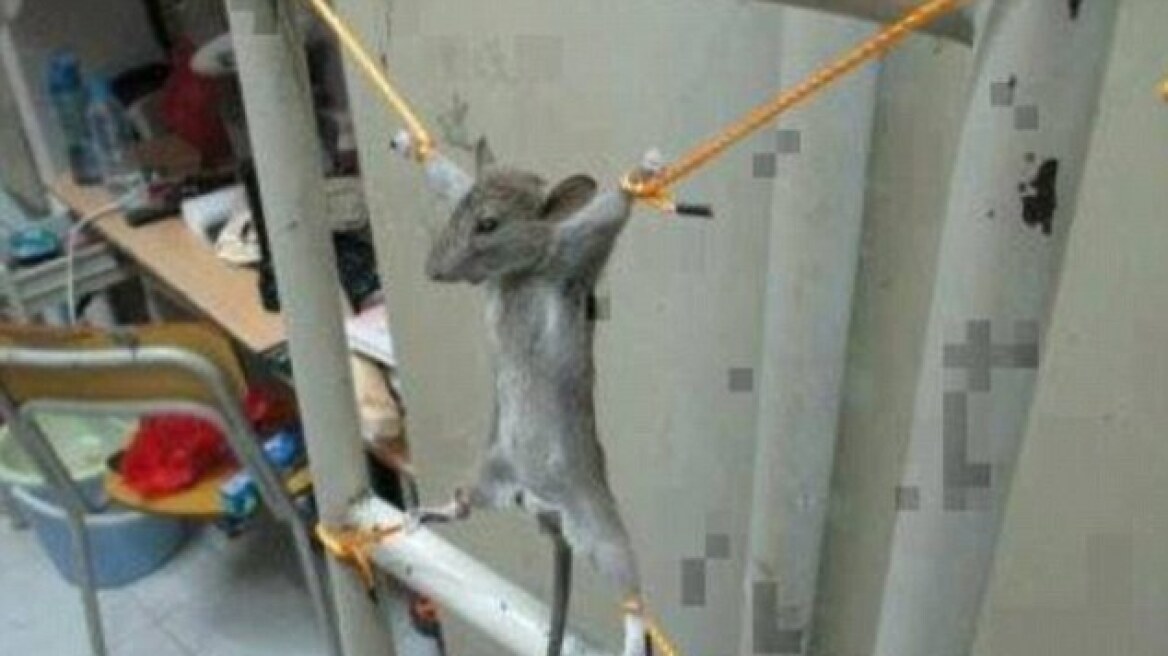 «Σταύρωσε» το ποντίκι που του έφαγε το μισθό!